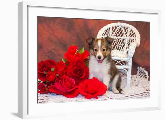 Shetland Sheepdog Sitting by a White Wicker Chair with Red Roses-Zandria Muench Beraldo-Framed Photographic Print