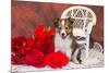 Shetland Sheepdog Sitting by a White Wicker Chair with Red Roses-Zandria Muench Beraldo-Mounted Photographic Print