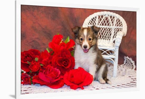 Shetland Sheepdog Sitting by a White Wicker Chair with Red Roses-Zandria Muench Beraldo-Framed Photographic Print