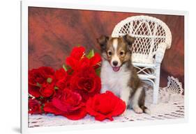 Shetland Sheepdog Sitting by a White Wicker Chair with Red Roses-Zandria Muench Beraldo-Framed Photographic Print