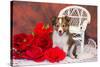 Shetland Sheepdog Sitting by a White Wicker Chair with Red Roses-Zandria Muench Beraldo-Stretched Canvas