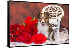 Shetland Sheepdog Sitting by a White Wicker Chair with Red Roses-Zandria Muench Beraldo-Framed Stretched Canvas