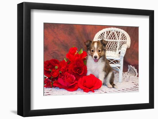 Shetland Sheepdog Sitting by a White Wicker Chair with Red Roses-Zandria Muench Beraldo-Framed Photographic Print