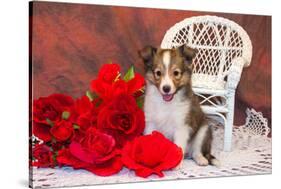 Shetland Sheepdog Sitting by a White Wicker Chair with Red Roses-Zandria Muench Beraldo-Stretched Canvas