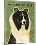Shetland Sheepdog (Tri-Color)-John Golden-Mounted Giclee Print