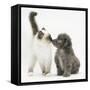 Shetland Sheepdog X Poodle Puppy, 7 Weeks, with Birman Kitten-Mark Taylor-Framed Stretched Canvas