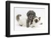 Shetland Sheepdog X Poodle Puppy, 7 Weeks, with Birman Kitten-Mark Taylor-Framed Photographic Print