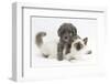 Shetland Sheepdog X Poodle Puppy, 7 Weeks, with Birman Kitten-Mark Taylor-Framed Photographic Print