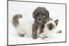 Shetland Sheepdog X Poodle Puppy, 7 Weeks, with Birman Kitten-Mark Taylor-Mounted Photographic Print