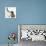 Shetland Sheepdog X Poodle Puppy, 7 Weeks, with Birman Kitten-Mark Taylor-Photographic Print displayed on a wall