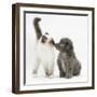 Shetland Sheepdog X Poodle Puppy, 7 Weeks, with Birman Kitten-Mark Taylor-Framed Photographic Print