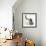 Shetland Sheepdog X Poodle Puppy, 7 Weeks, with Birman Kitten-Mark Taylor-Framed Photographic Print displayed on a wall