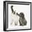 Shetland Sheepdog X Poodle Puppy, 7 Weeks, with Birman Kitten-Mark Taylor-Framed Photographic Print