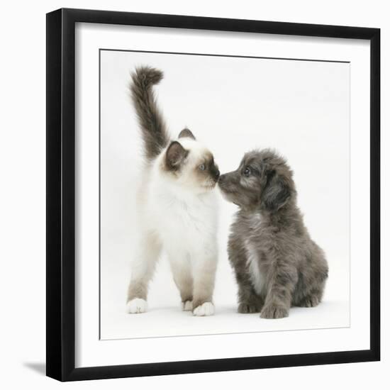 Shetland Sheepdog X Poodle Puppy, 7 Weeks, with Birman Kitten-Mark Taylor-Framed Photographic Print