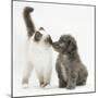 Shetland Sheepdog X Poodle Puppy, 7 Weeks, with Birman Kitten-Mark Taylor-Mounted Photographic Print