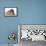 Shetland Sheepdog X Poodle Puppy, 7 Weeks, with Guinea Pig-Mark Taylor-Framed Stretched Canvas displayed on a wall