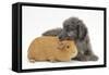 Shetland Sheepdog X Poodle Puppy, 7 Weeks, with Guinea Pig-Mark Taylor-Framed Stretched Canvas