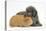 Shetland Sheepdog X Poodle Puppy, 7 Weeks, with Guinea Pig-Mark Taylor-Stretched Canvas