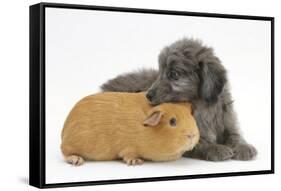 Shetland Sheepdog X Poodle Puppy, 7 Weeks, with Guinea Pig-Mark Taylor-Framed Stretched Canvas