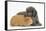 Shetland Sheepdog X Poodle Puppy, 7 Weeks, with Guinea Pig-Mark Taylor-Framed Stretched Canvas