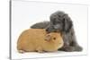 Shetland Sheepdog X Poodle Puppy, 7 Weeks, with Guinea Pig-Mark Taylor-Stretched Canvas