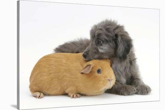 Shetland Sheepdog X Poodle Puppy, 7 Weeks, with Guinea Pig-Mark Taylor-Stretched Canvas