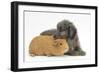 Shetland Sheepdog X Poodle Puppy, 7 Weeks, with Guinea Pig-Mark Taylor-Framed Photographic Print