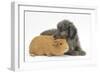 Shetland Sheepdog X Poodle Puppy, 7 Weeks, with Guinea Pig-Mark Taylor-Framed Photographic Print