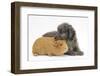 Shetland Sheepdog X Poodle Puppy, 7 Weeks, with Guinea Pig-Mark Taylor-Framed Photographic Print