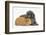 Shetland Sheepdog X Poodle Puppy, 7 Weeks, with Guinea Pig-Mark Taylor-Framed Photographic Print