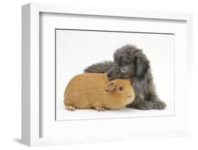 Shetland Sheepdog X Poodle Puppy, 7 Weeks, with Guinea Pig-Mark Taylor-Framed Photographic Print