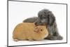 Shetland Sheepdog X Poodle Puppy, 7 Weeks, with Guinea Pig-Mark Taylor-Mounted Photographic Print