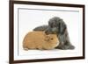 Shetland Sheepdog X Poodle Puppy, 7 Weeks, with Guinea Pig-Mark Taylor-Framed Photographic Print