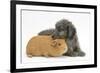 Shetland Sheepdog X Poodle Puppy, 7 Weeks, with Guinea Pig-Mark Taylor-Framed Photographic Print