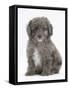 Shetland Sheepdog X Poodle Puppy, 7 Weeks-Mark Taylor-Framed Stretched Canvas