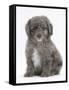 Shetland Sheepdog X Poodle Puppy, 7 Weeks-Mark Taylor-Framed Stretched Canvas