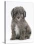 Shetland Sheepdog X Poodle Puppy, 7 Weeks-Mark Taylor-Stretched Canvas