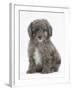 Shetland Sheepdog X Poodle Puppy, 7 Weeks-Mark Taylor-Framed Photographic Print