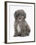 Shetland Sheepdog X Poodle Puppy, 7 Weeks-Mark Taylor-Framed Photographic Print