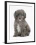 Shetland Sheepdog X Poodle Puppy, 7 Weeks-Mark Taylor-Framed Photographic Print