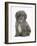 Shetland Sheepdog X Poodle Puppy, 7 Weeks-Mark Taylor-Framed Photographic Print