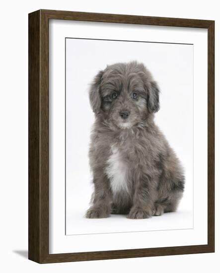 Shetland Sheepdog X Poodle Puppy, 7 Weeks-Mark Taylor-Framed Photographic Print