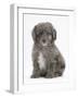 Shetland Sheepdog X Poodle Puppy, 7 Weeks-Mark Taylor-Framed Photographic Print