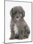 Shetland Sheepdog X Poodle Puppy, 7 Weeks-Mark Taylor-Mounted Photographic Print