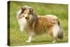 Shetland Sheepdog-null-Stretched Canvas