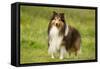 Shetland Sheepdog-null-Framed Stretched Canvas