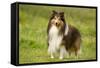 Shetland Sheepdog-null-Framed Stretched Canvas