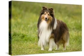 Shetland Sheepdog-null-Stretched Canvas