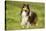 Shetland Sheepdog-null-Stretched Canvas