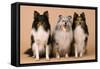 Shetland Sheepdog-null-Framed Stretched Canvas